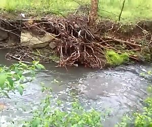 Appels naturels publics