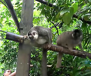 Emma Evins loves Singapore so much, she makes you cum